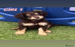 Cocker Spaniel dogs for sale: 6 beautiful cocker spaniel puppies  - Image 2