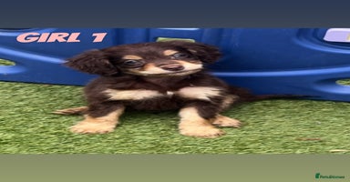 Cocker Spaniel dogs - Advert 12