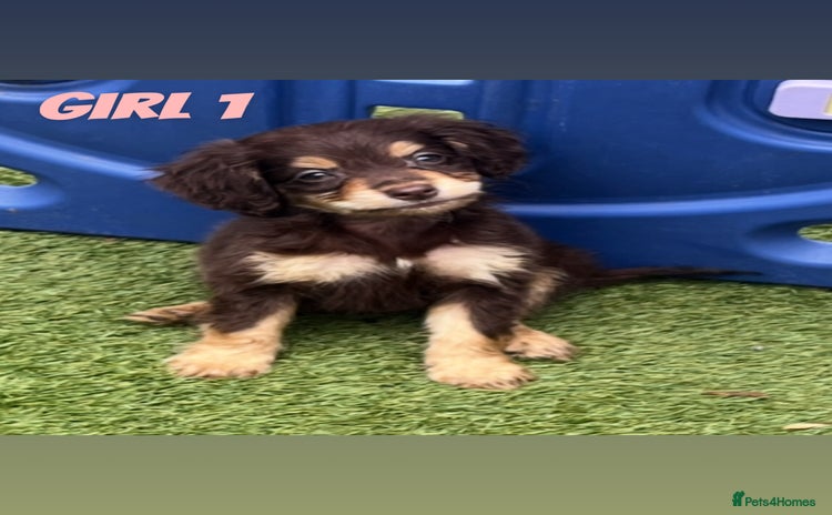Cocker Spaniel dogs - Advert 1