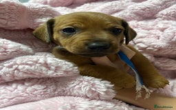 Mixed Breed dogs for sale: Beautiful Doxies - Image 6