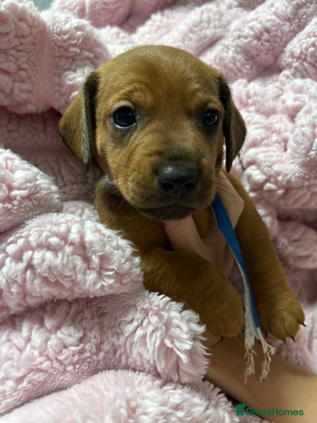 Mixed Breed dogs for sale: Beautiful Doxies - Image 6