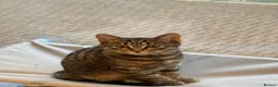 Mixed Breed cats for sale: Tabby boy in Leeds - Advert 5