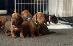 Miniature Dachshund dogs for sale: Beautiful dachshund puppy’s  - Image 1