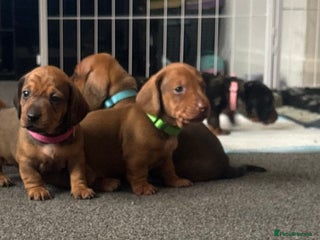 Miniature Dachshund dogs - Advert 1
