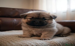 Chow Chow dogs for sale: 🐶 Beautiful Fawn chow chow babies 🐶 - Image 8