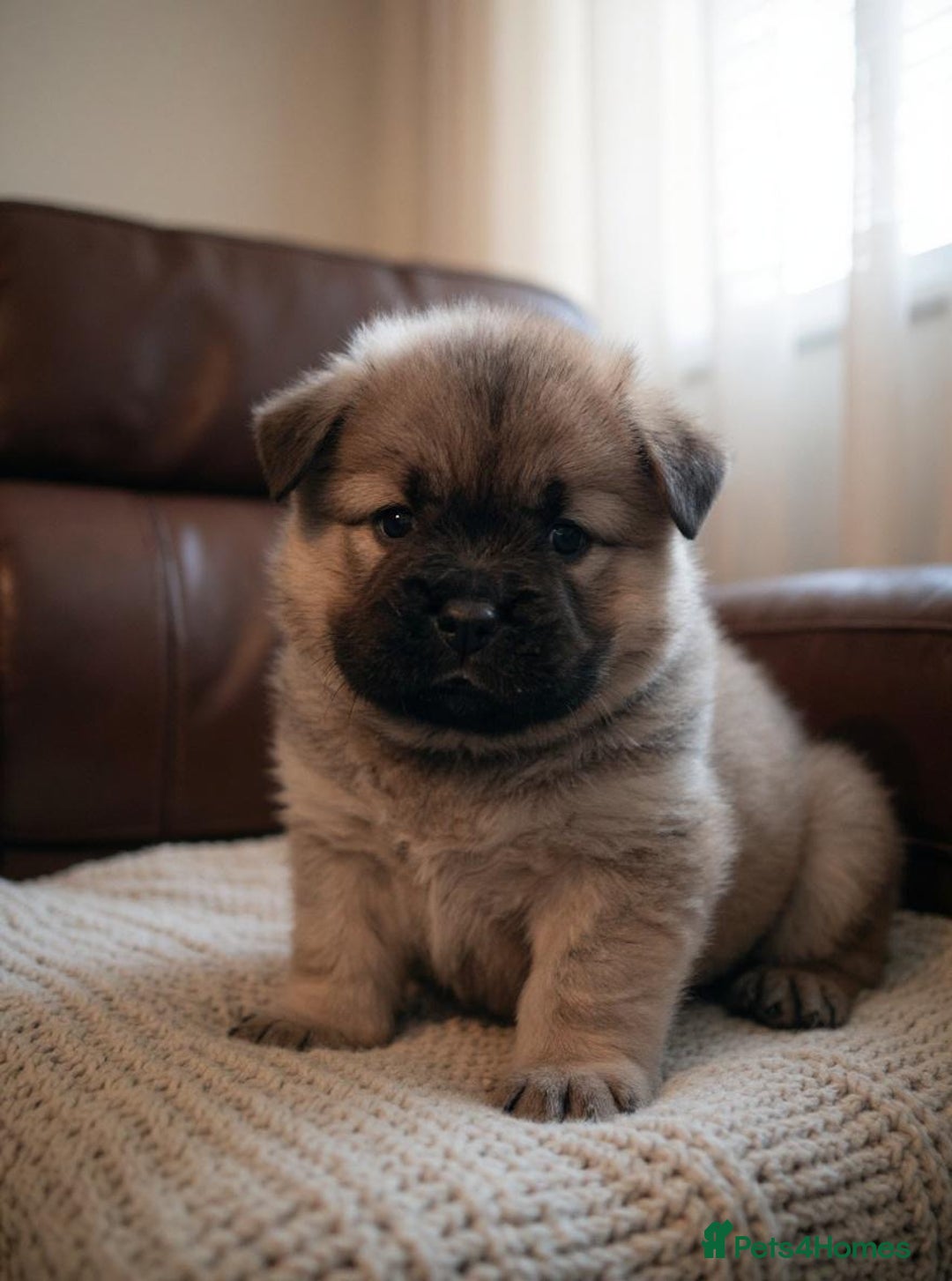 Chow Chow dogs for sale: 🐶 Beautiful Fawn chow chow babies 🐶 - Image 8