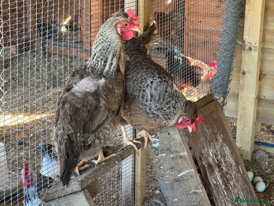 Hens poultry for sale: Buff Orpington’s. Brown leghorns.  cream legbars  - Advert 17