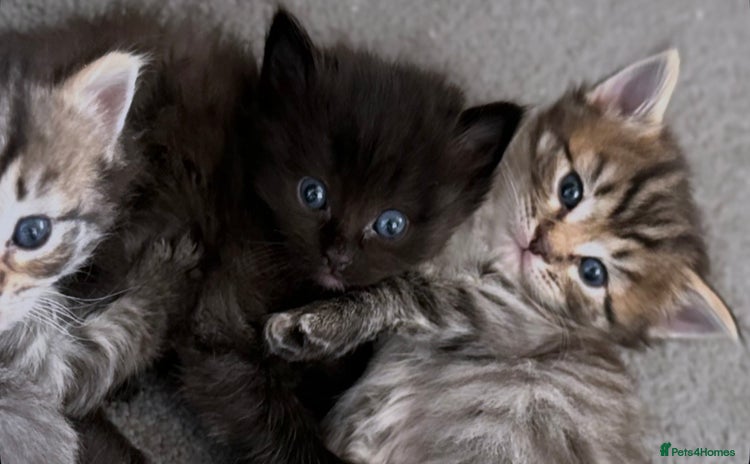 Mixed Breed cats - Advert 4