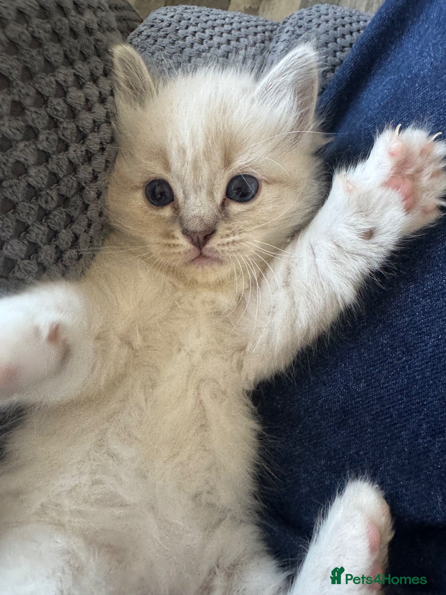 Ragdoll cats Lovely blue eyed lynx ragdolls kittens  - Advert 2