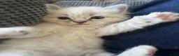 Ragdoll cats for sale: Lovely blue eyed lynx ragdolls kittens  - Advert 1