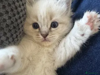Ragdoll cats Lovely blue eyed lynx ragdolls kittens - Advert 2