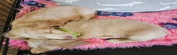 Miniature Dachshund dogs for sale: 🐾A rare pair of identical twins mini dachshunds🐾 - Advert 8