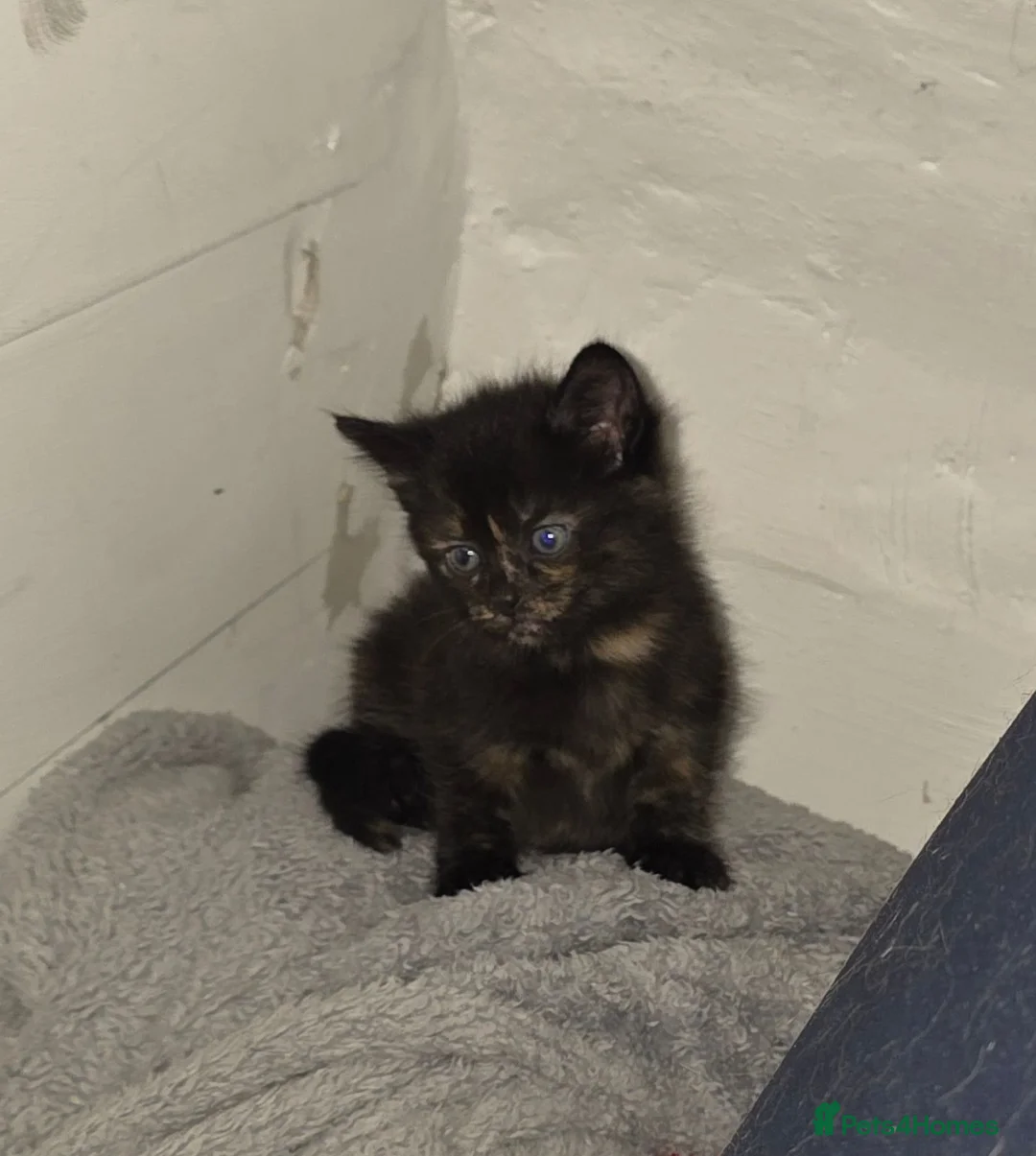 Mixed Breed cats for sale: Beautiful kittens mixed bengal  - Advert 11