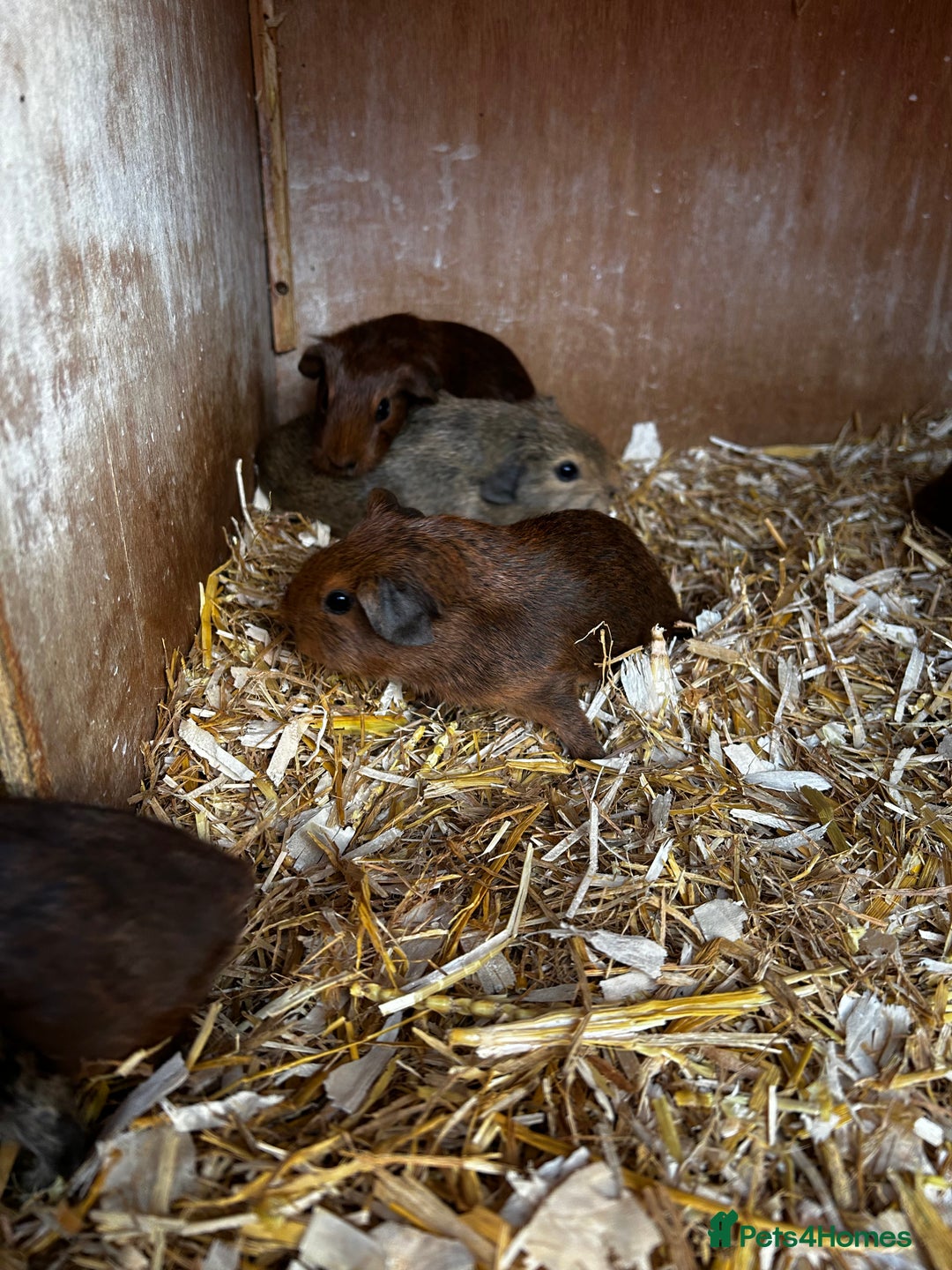 Guinea Pig rodents for sale: Guinea pigs babies looking for their forever homes - Image 3