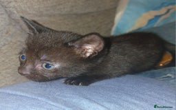 British Shorthair cats for sale: 4 Beautiful Black Kittens  - Image 8