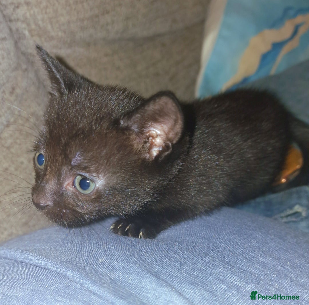 British Shorthair cats for sale: 4 Beautiful Black Kittens  - Image 8