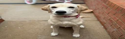 Labrador Retriever dogs for sale: Honey 7-Month-Old Golden Labrador Puppy - Advert 5