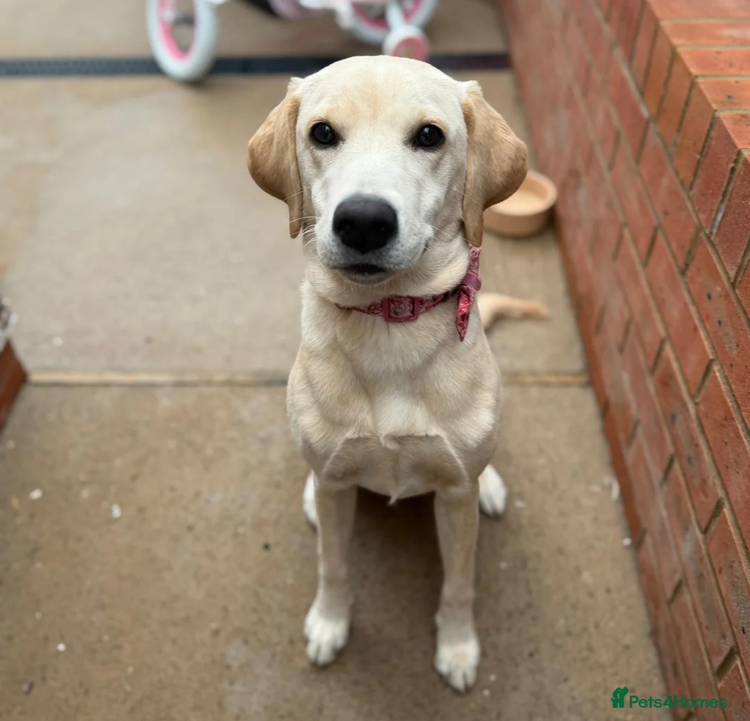 Labrador Retriever dogs for sale: Honey 7-Month-Old Golden Labrador Puppy - Advert 5