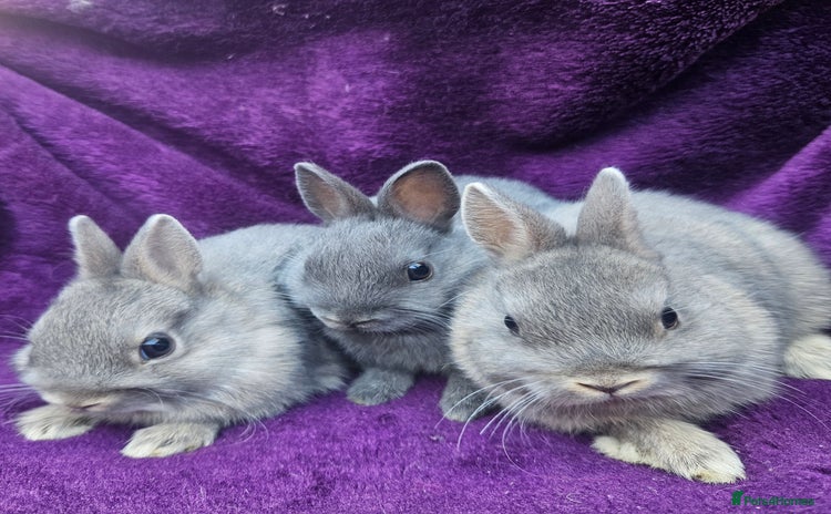 Netherland Dwarf rabbits - Advert 1