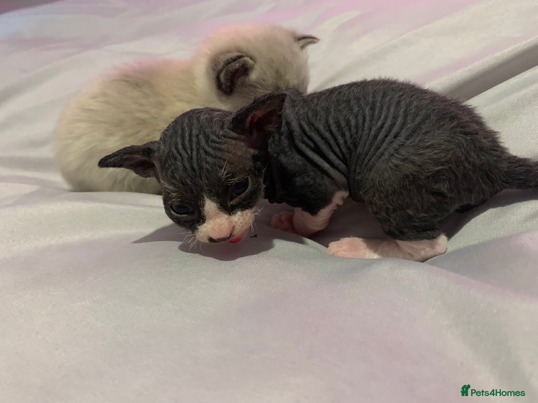 Sphynx cats for sale: Gorgeous Male Mixed Sphynx Kitten  - Image 4