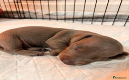 Miniature Dachshund dogs for sale: Stunning Miniature Piebald/Isabella Dachshunds 💙  - Advert 15