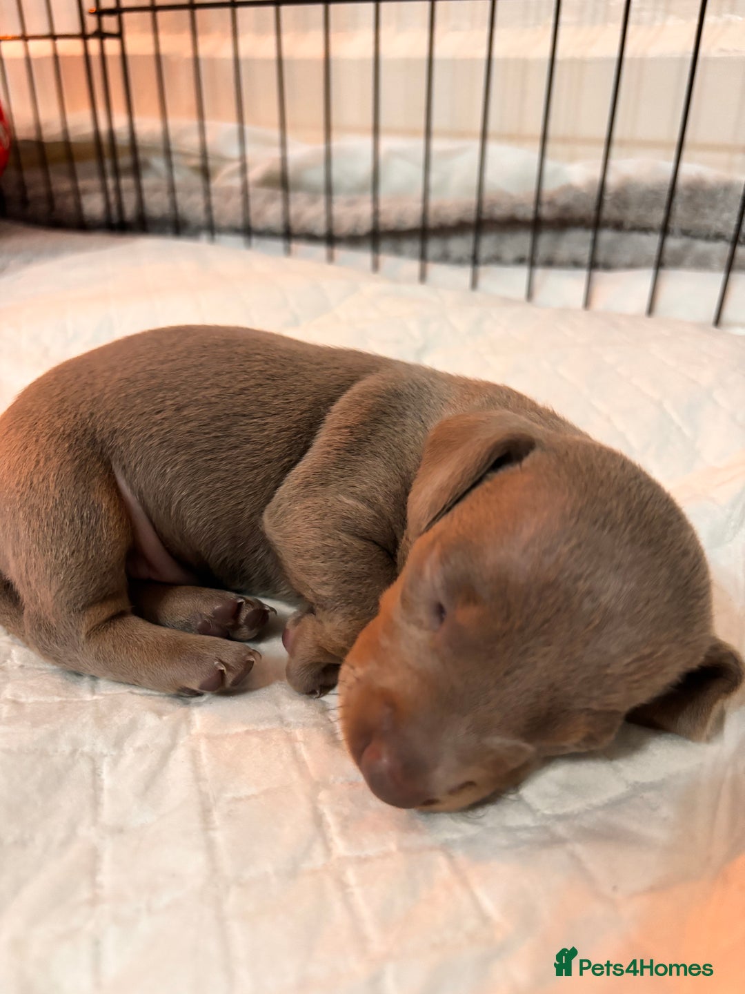 Miniature Dachshund dogs for sale: Stunning Miniature Piebald/Isabella Dachshunds 💙  - Advert 15