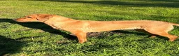 Labrador Retriever dogs for sale: KC registered Fox Red Labrador Puppies in Whitchurch - Advert 13