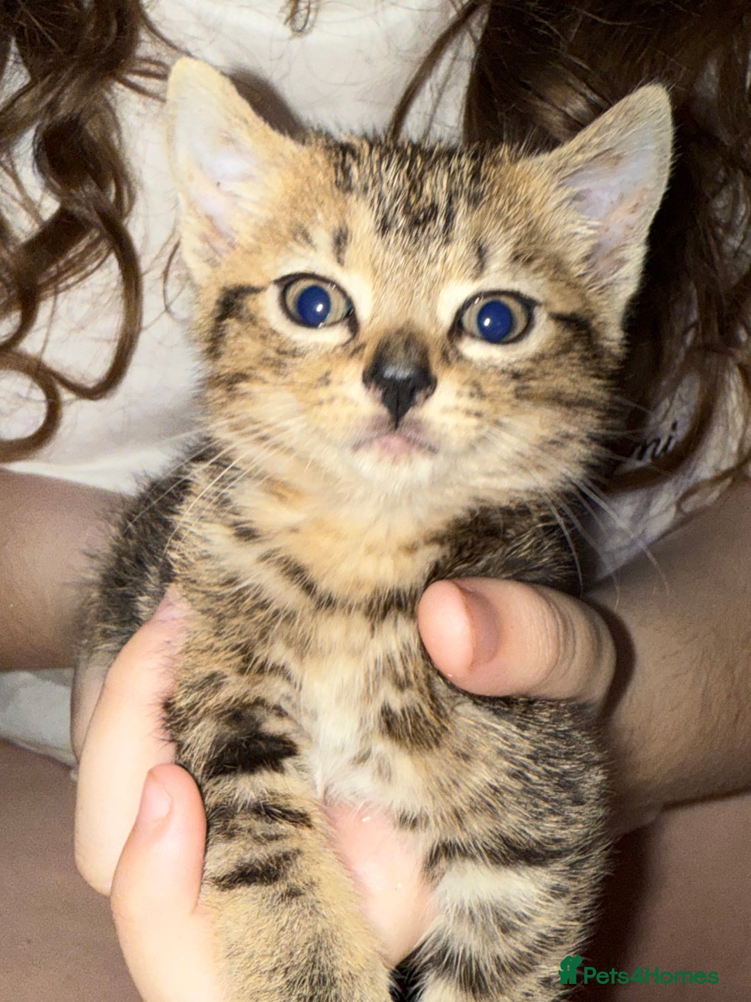 Mixed Breed cats for sale: Beautiful kittens  - Image 6