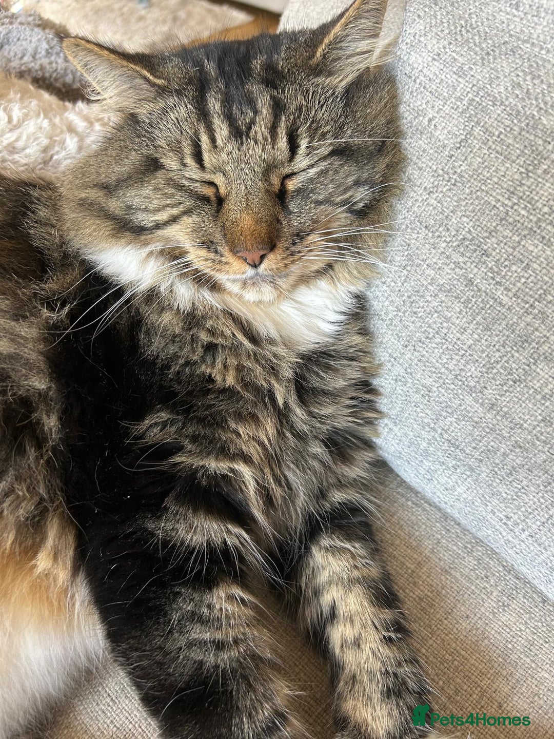 British Longhair cats for sale: Incredibly Beautiful British Longhair Male Cat - Advert 2