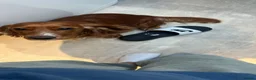 Cocker Spaniel dogs for sale: MISSING - RED WORKING COCKER SPANIEL in Redhill - Advert 5
