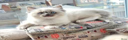 Ragdoll cats for sale: Stunning Ragdoll kittens  - Advert 3