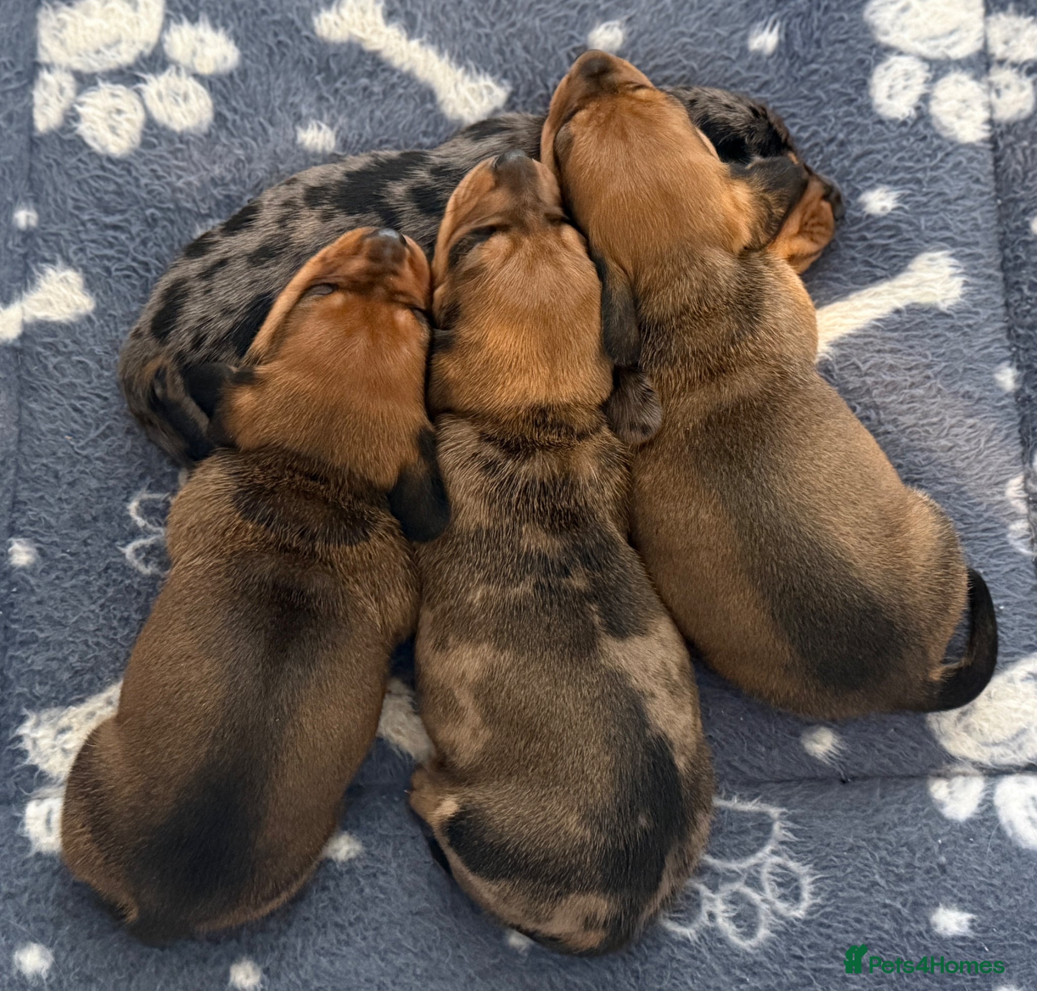 Miniature Dachshund dogs for sale: Beautiful dachshund pups only 2 left - Advert 11