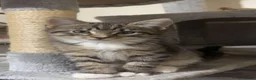 Mixed Breed cats for sale: Beautiful little kitten  - Advert 2