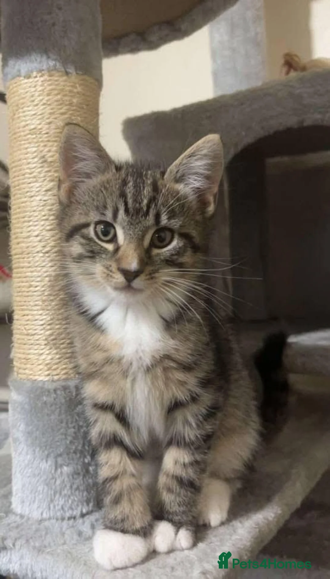 Mixed Breed cats for sale: Beautiful little kitten  - Advert 2