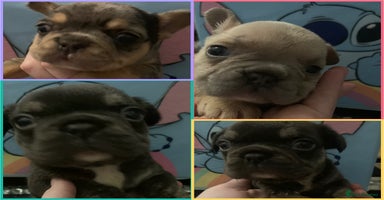 French Bulldog dogs Fabulous French bulldogs of excellent quality  - Advert 5