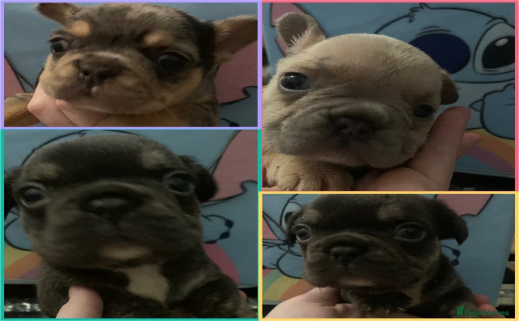 French Bulldog dogs Fabulous French bulldogs of excellent quality  - Advert 2