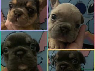 French Bulldog dogs Fabulous French bulldogs of excellent quality - Advert 18