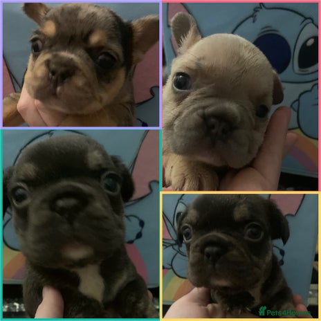 French Bulldog dogs Fabulous French bulldogs of excellent quality - Advert 1