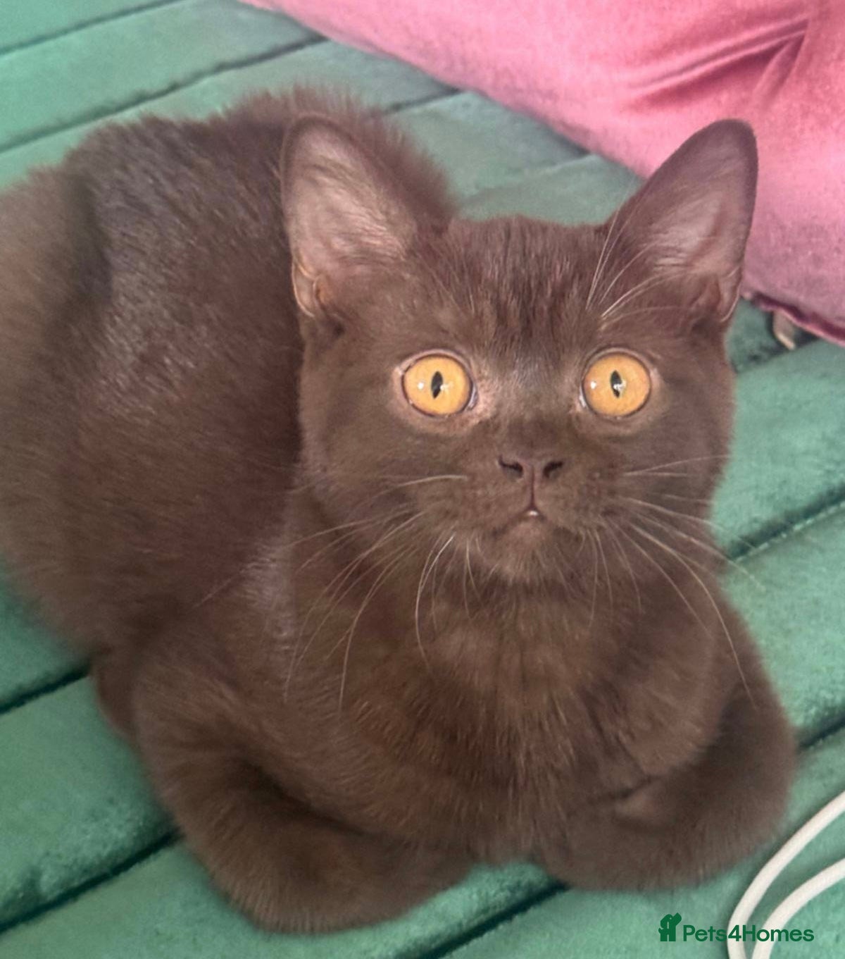 British Shorthair cats ✨Only 1 British Shorthair Left - Ready to go✨ - Advert 1