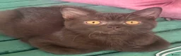 British Shorthair cats for sale: ✨Only 1 British Shorthair Left - Ready to go✨ - Advert 5