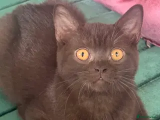 British Shorthair cats ✨Only 1 British Shorthair Left - Ready to go✨ - Advert 1