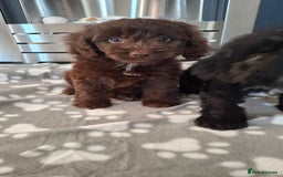 Cockapoo dogs for sale: Health tested show type cockapoo puppies! - Image 12