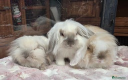 Mini Lion Lop rabbits for sale: Mini lop lops - Image 1