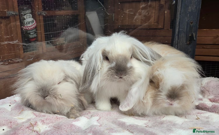 Mini Lion Lop rabbits - Advert 1