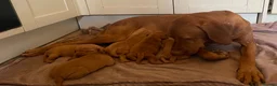 Hungarian Vizsla dogs for sale: Beautiful litter of 5 Vizsla puppies  in Southam - Advert 3