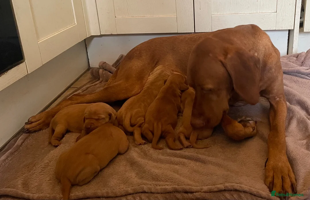 Hungarian Vizsla dogs for sale: Beautiful litter of 5 Vizsla puppies  - Advert 2