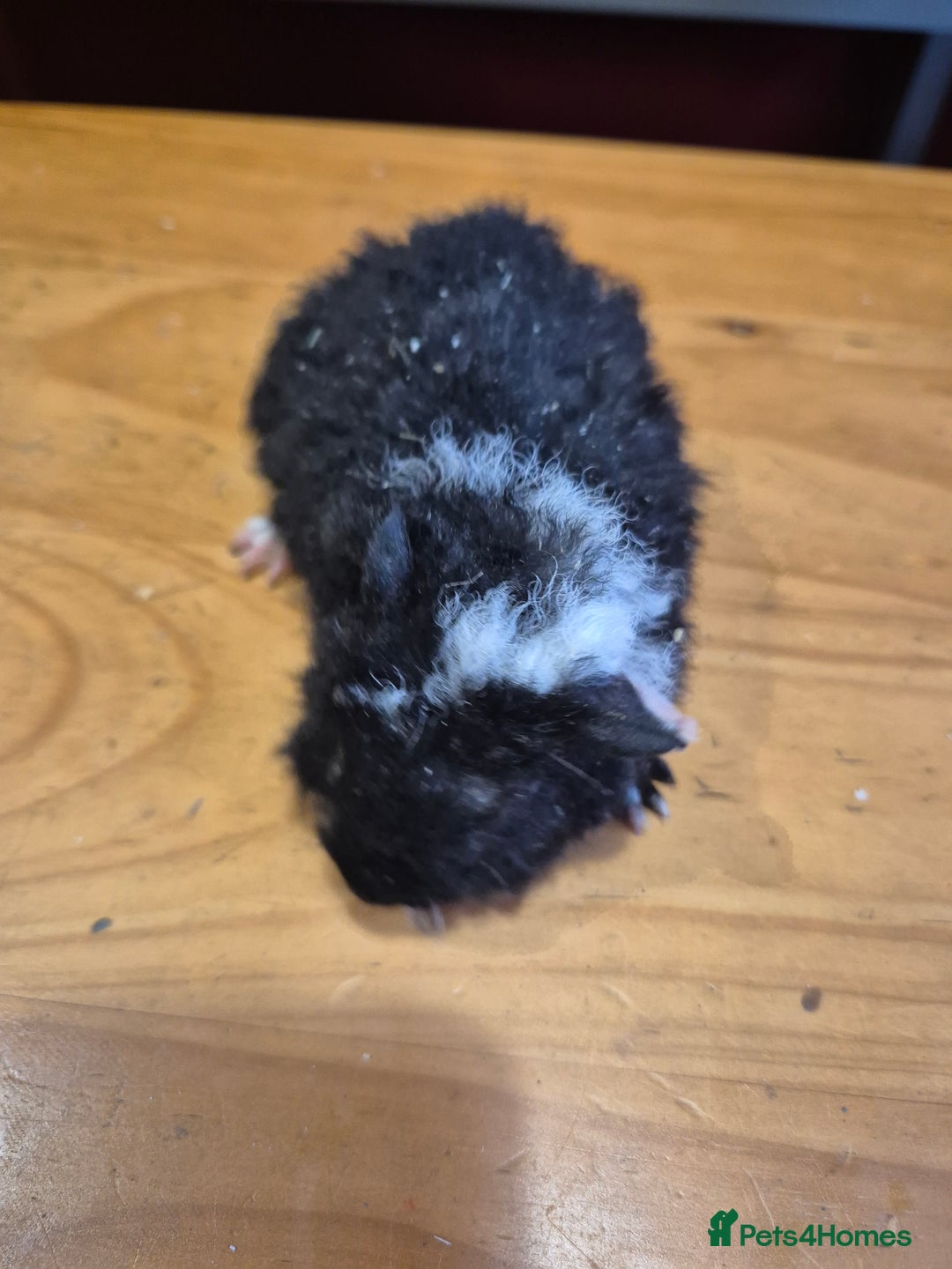 Guinea Pig rodents for sale: Male guinea pigs  - Advert 4