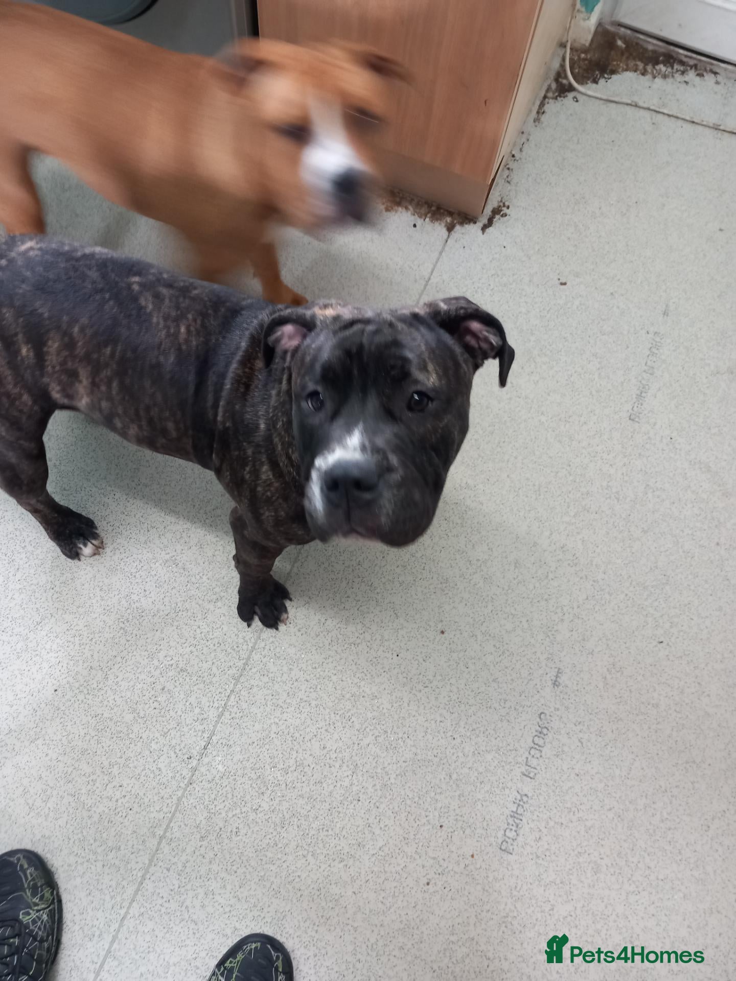 Mixed Breed dogs Puppy for sale - Advert 1