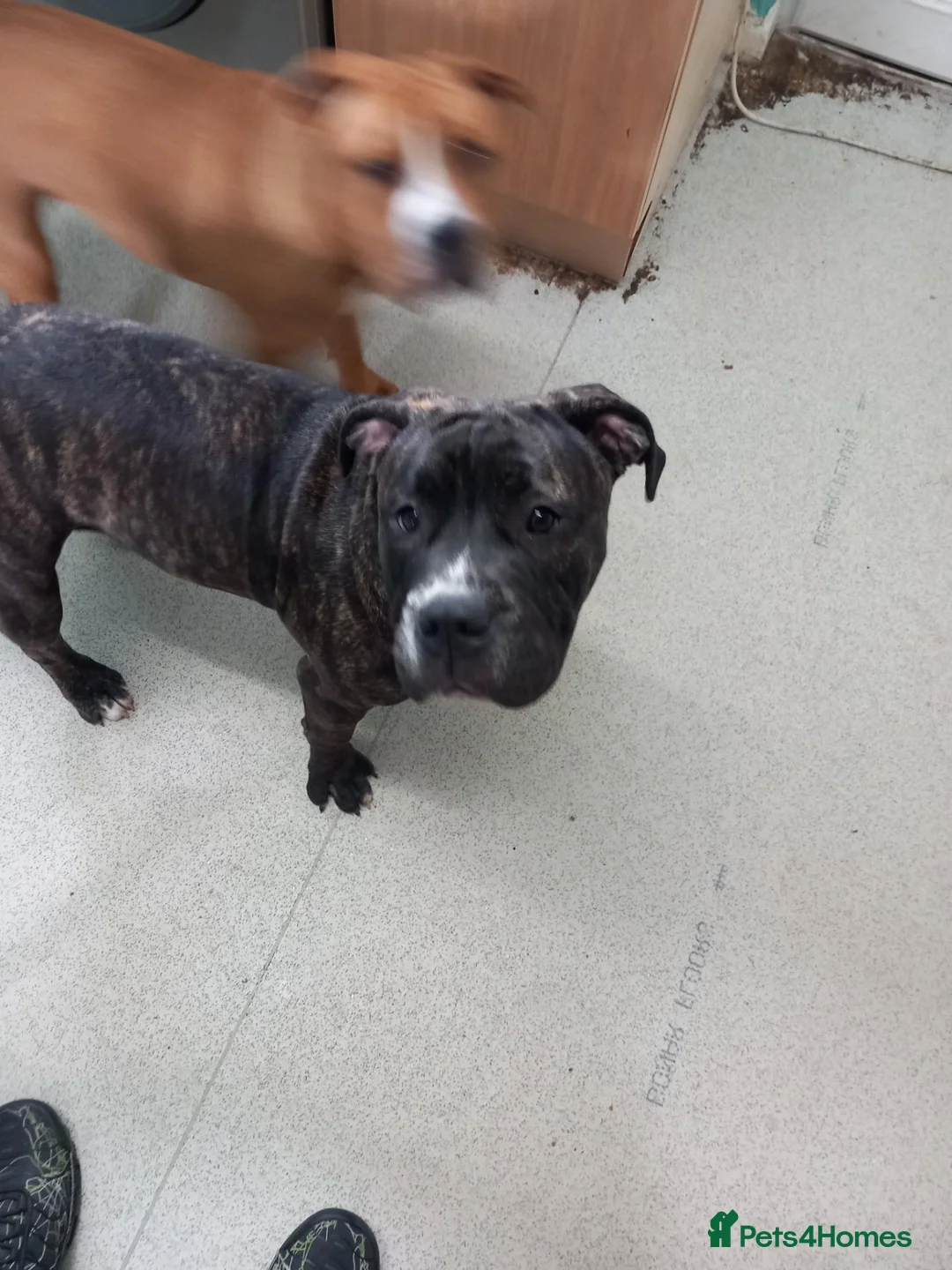 Mixed Breed dogs for sale: Puppy for sale - Advert 1