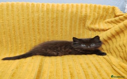 Mixed Breed cats for sale: Half Maine Coon kittens VIDEOS - Image 4